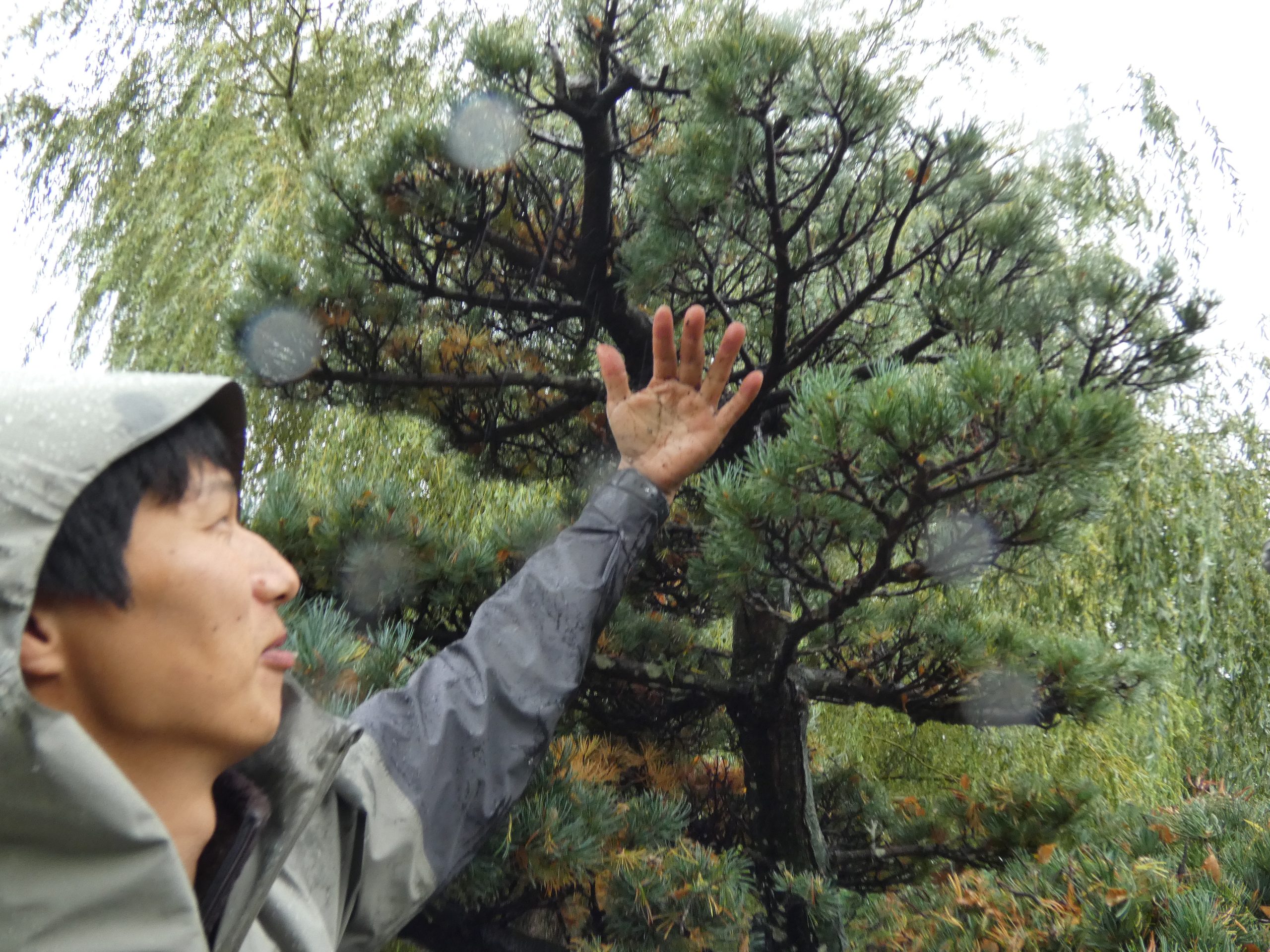 Pine pruning workshop